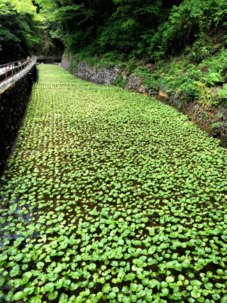 修善寺　浄蓮の滝　わさび